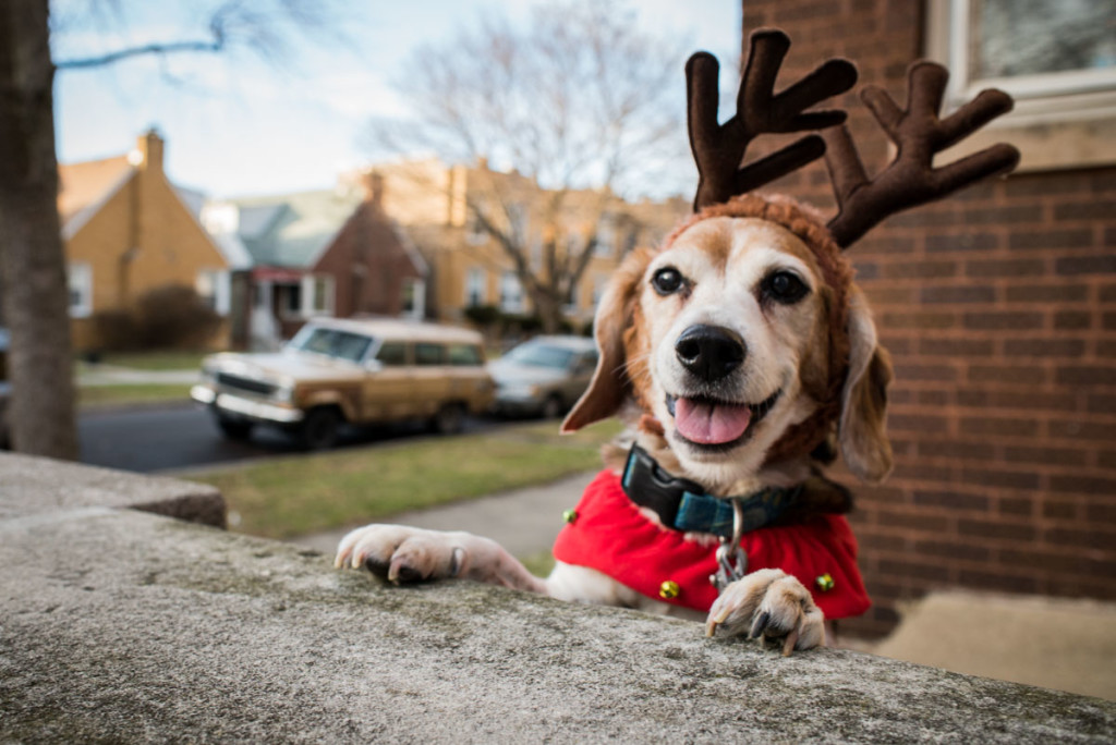 christmas-beagles-12-23-2014-03251