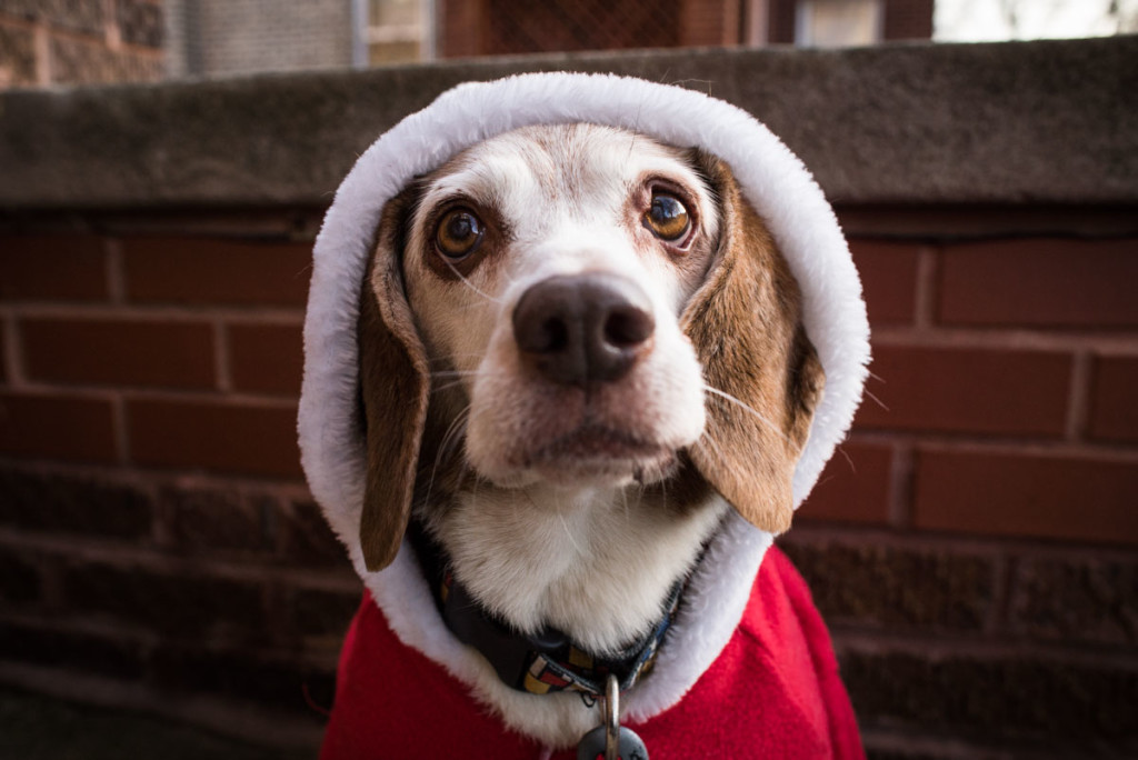 christmas-beagles-12-23-2014-03378